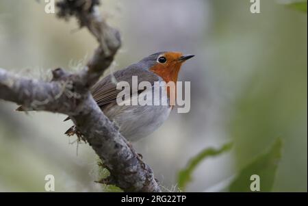 Îles Canaries Robin (erithacus rubecula superbus) perché sur une branche à Tenerife, îles Canaries, Espagne Banque D'Images