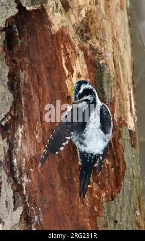 Pic à trois doigts (Picoides tridactylus) préensimant l'écorce d'un pin en Finlande pendant l'hiver. Vu sur le dos, montrant croupe. Banque D'Images