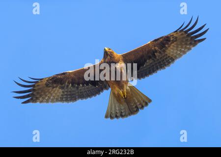 Aigle botté (Aquila pennata) volant au-dessus. Banque D'Images