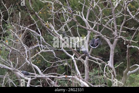 Pigeon de Bolle (Columba bollii) plusieurs oiseaux dans un arbre à Monte del Agua, Erjos, Tenerife, Îles Canaries, Espagne Banque D'Images