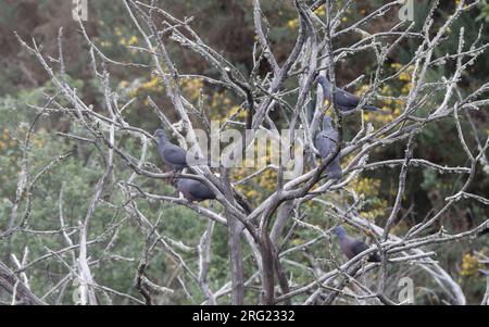 Pigeon de Bolle (Columba bollii) plusieurs oiseaux dans un arbre à Monte del Agua, Erjos, Tenerife, Îles Canaries, Espagne Banque D'Images