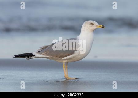 Goéland à pattes jaunes (Larus michahellis), vue latérale d'un troisième individu d'hiver debout sur la rive, Campanie, Italie Banque D'Images