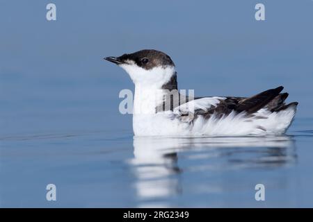 Murrelet marbré (Brachyramphus marmoratus) en plumage hivernal Banque D'Images