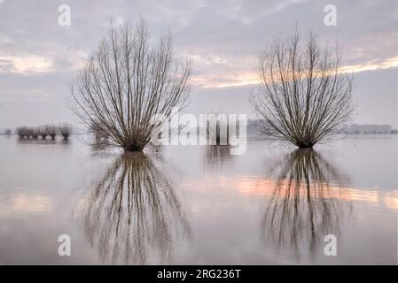 Plaines inondables inondées de saules Wageningse Bovenpolder Banque D'Images