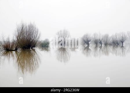 Plaines inondables inondées de saules Wageningse Bovenpolder Banque D'Images