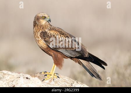 Hivernage mâle Western Marsh Harrier (Circus aeruginosus) en Espagne. Debout sur un rocher, regardant par-dessus son épaule. Banque D'Images