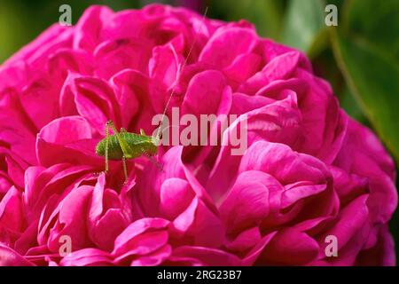 Grande nymphe verte de Bush-cricket (Tettigonia viridissima) au stade larvaire précoce sur une pivoine Banque D'Images