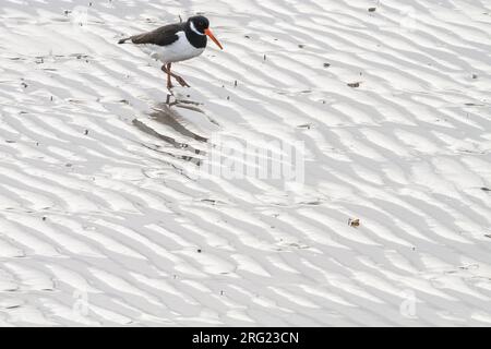 Oystercatcher eurasien, Haematopus ostralegus se nourrissant sur le rivage de marée Banque D'Images