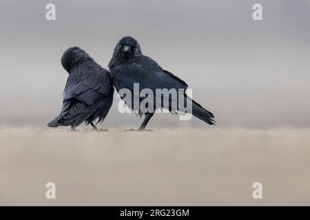 Jackdaw eurasien adulte (Coloeus monedula spermologus) alias (Corvus monedula) sur le sol à Browersdam, Zélande, pays-Bas. Banque D'Images