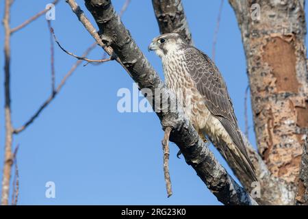 Faucon pèlerin arctique (Falco peregrinus califordus), juvénile perché sur une branche, Campanie, Italie Banque D'Images