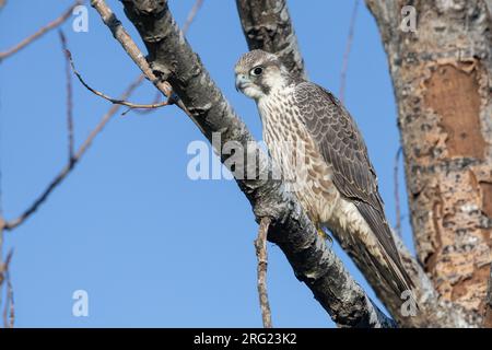 Faucon pèlerin arctique (Falco peregrinus califordus), juvénile perché sur une branche, Campanie, Italie Banque D'Images