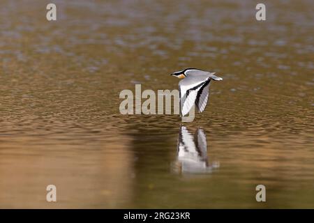 Pluvianus aegyptius (Pluvianus aegyptius) hivernant en Gambie. Vol bas au-dessus d'un lac de couleur brune. Banque D'Images