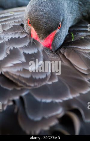 Cygne noir, Cygnus atratus portrait d'oiseau de tête reposant sur le rhin Banque D'Images