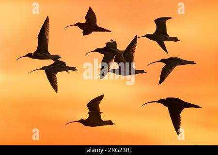 Troupeau de Courlis eurasiens (Numenius arquata) en vol contre un ciel orange étonnant au lever du soleil. Banque D'Images