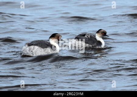 Les Grebes argentés portent un jeune sur le dos Banque D'Images