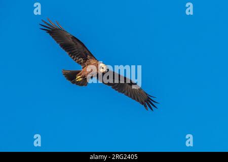 Femme de l'Ouest Marsh-harrier (Circus aeruginosus aeruginosus) survolant les polders d'Uitkerkse, Flandre Occidentale, Belgique. Banque D'Images