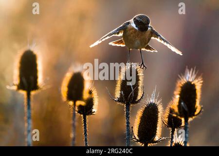 Hivernage mâle européen Stonechat (Saxicola rubicola) perché sur des chardons en Italie. Photographié avec rétro-éclairage tôt le matin. Banque D'Images