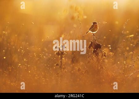 Hivernage du mâle européen Stonechat (Saxicola rubicola) en Italie. Perché dans la végétation basse. Photographié avec rétro-éclairage. Banque D'Images