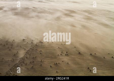 Sable dérivé dans le vent de tempête soufflant sur la plage Banque D'Images