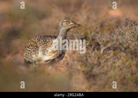 L'outarde houbara (Chlamydotis undulata fuertaventurae) sur l'île canarienne de Fuerteventura. Cette sous-espèce est très limité et en voie de disparition, avec Banque D'Images