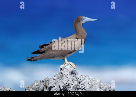 Première année Brown Booby, Sula leucogaster plotus, à Tekokota - archipel des Tuamotu - Polynésie française Banque D'Images