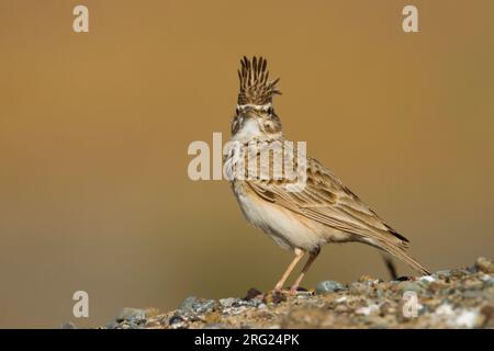 Crested Lark Galerida cristata - Haubenlerche - ssp. kleinschmidtii, Maroc, adulte Banque D'Images