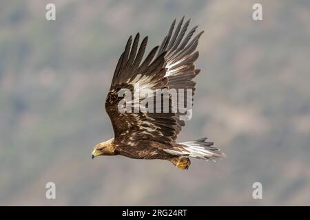 Un 1e Golden Eagle d'hiver en vol Banque D'Images