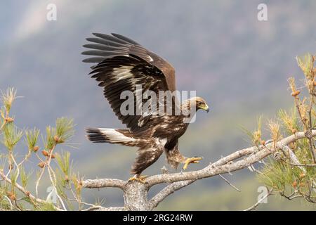 Un 1e hiver Aigle doré marchant dans les branches de pinus nigra salzmanni Banque D'Images