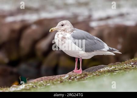 Mouette glaucescens (Larus glaucescens) adulte d'hiver assise à Arhus, Jutland, Danemark. Banque D'Images