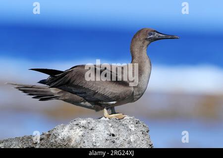 Juvenile Red-foot Booby, Sula Sula rubripes, à Tikei - archipel des Tuamotu - Polynésie française. Banque D'Images