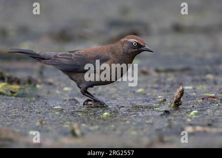 Rouillé Blackbird (Euphagus carolinus) femelle perchée Banque D'Images