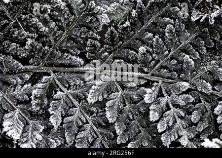 Broad Buckler fer, Dryopteris dilatata Banque D'Images