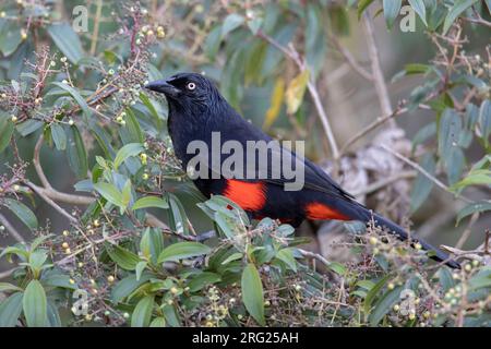 Grackle à ventre rouge (Hypoyrrhus pyrohypogaster) au Parque Ecológico El Salado, Envigado, Antioquia, Colombie. UICN Statut vulnérable. Banque D'Images