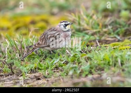 Lark corné adulte d'hiver (Eremophila alpestris hoyti) à Staines-upon-Thames, Angleterre, Royaume-Uni, Grande-Bretagne. Banque D'Images