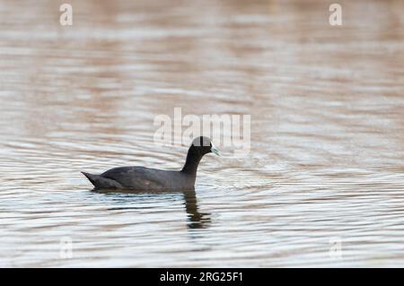 Jeune Red-knook Craot (Fulica cristata) à El Hondo, près de Murcie en Espagne. Également connu sous le nom de Crested Craot. Banque D'Images