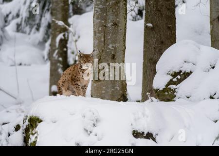 Lynx linx, un lynx européen, est situé sur un rocher dans le parc national de la forêt bavaroise.Allemagne. Banque D'Images