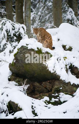 Lynx linx, un lynx européen, installé sur un rocher dans le parc national de la forêt bavaroise.Allemagne. Banque D'Images