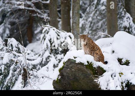 Lynx linx, un lynx européen, installé sur un rocher dans le parc national de la forêt bavaroise.Allemagne. Banque D'Images