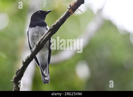Couckooshrike de McGregor mâle adulte (Malindangia mcgregori) au mont Kitanglad, Mindanao, aux Philippines. Banque D'Images