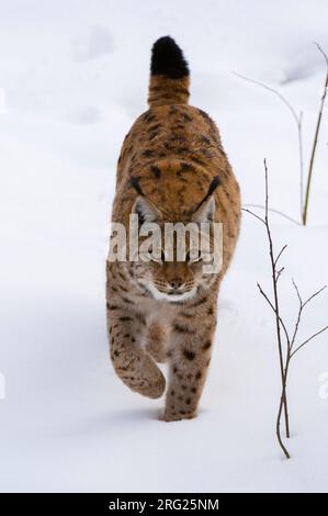 Un lynx européen, Lynx linx, est en mouvement dans le parc national de la forêt bavaroise.Allemagne. Banque D'Images