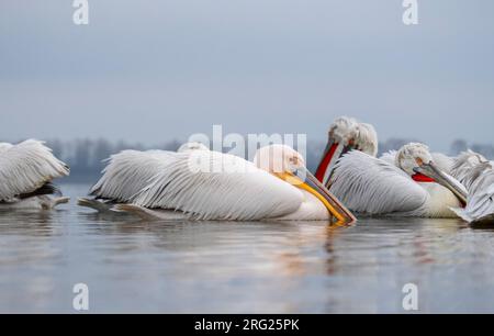 Hivernage du grand pélican blanc (Pelecanus onocrotalus) entre les pélicans dalmates à la fin de l'hiver dans le lac Kerkini, Grèce. Banque D'Images
