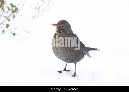 Oiseau noir européen femelle (Turdus merula) dans la neige dans une cour urtban aux pays-Bas Banque D'Images