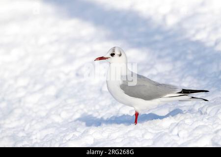 Hivernage de la Mouette à tête noire commune (Croicocephalus ridibundus) à Kawijk, pays-Bas. Adulte en plumage hivernal debout sur la neige. Banque D'Images