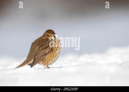 SONG Grush (Turdus philomelos) hivernant à Katwijk, pays-Bas. Debout dans la neige. Banque D'Images