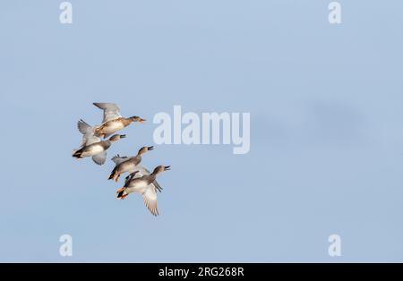 Gadwall (Anas strepera) hivernant à Katwijk, pays-Bas. Trois mâles pourchassant une femelle en plein air. Banque D'Images