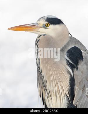 Hivernage de l'héron gris (Ardea cinerea) à Katwijk, pays-Bas. Banque D'Images