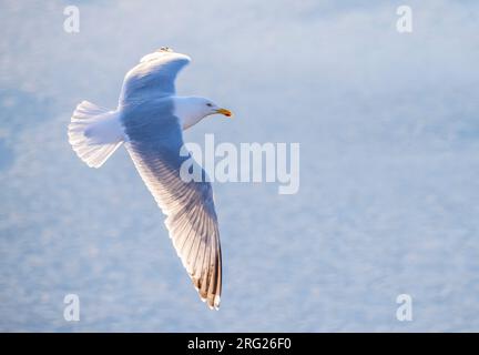 Mouette argentée européenne (Larus argentatus) à Katwijk, pays-Bas. Photographié avec rétro-éclairage. Banque D'Images