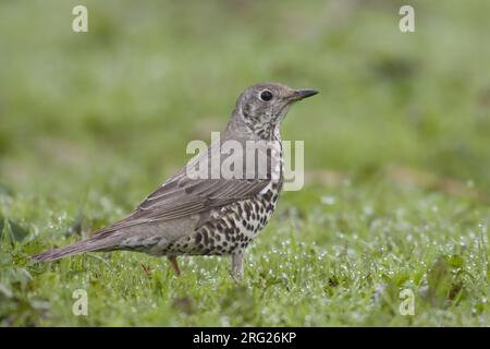 Mistle Thrush perché sur le terrain ; Grote Lijster staand op de grond Banque D'Images