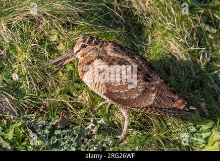 Coq d'Eurasie (Scolopax rusticola) hivernant à Lentevreugd, Wassenaar, aux pays-Bas. Partie d'un afflux majeur dû à une vague de froid extrême. Banque D'Images