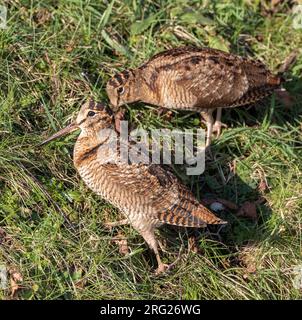 Deux boeuvres eurasiennes (Scolopax rusticola) hivernent à Lentevreugd, Wassenaar, aux pays-Bas. Partie d'un afflux majeur dû à une spe extrêmement froide Banque D'Images